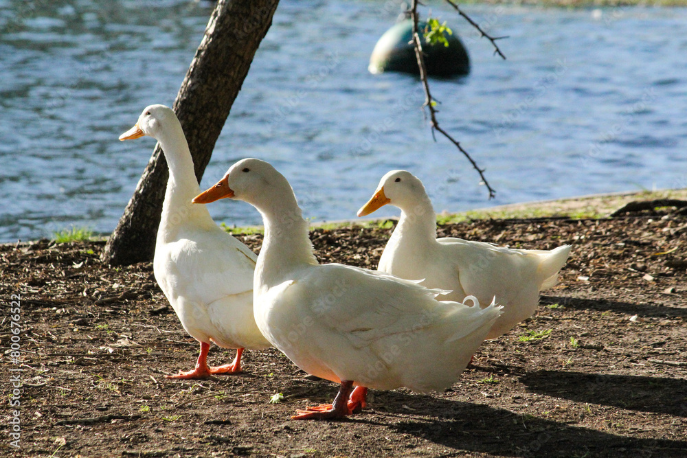 Fototapeta premium Ducks by the lake