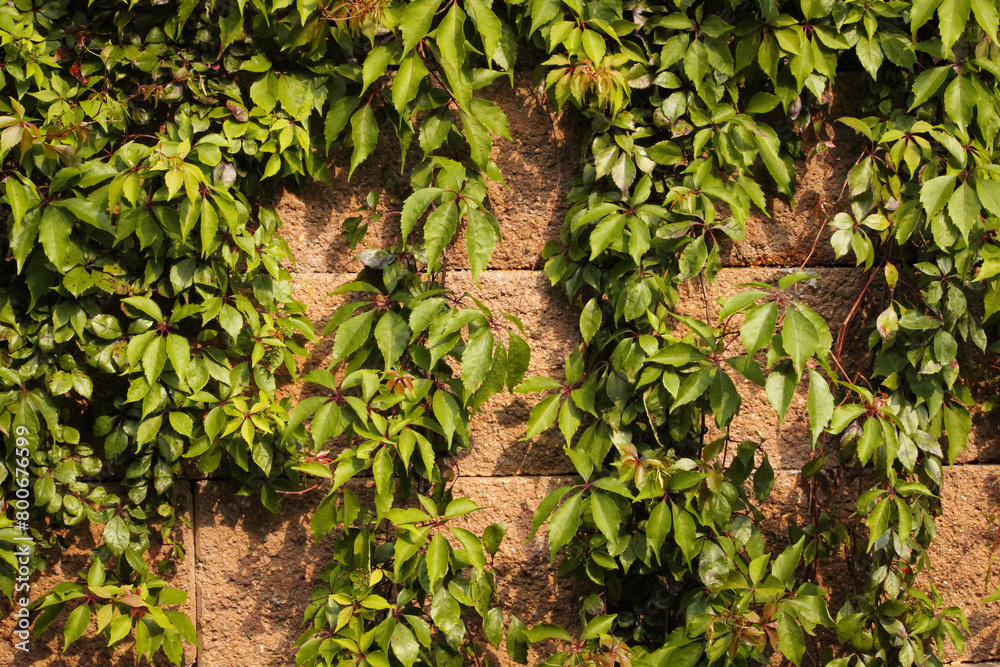 tree branches over wall in the garden tree branches over wall in the garden