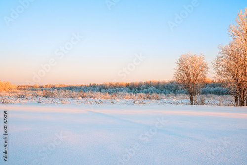 Frozen forest illuminated by the setting sun