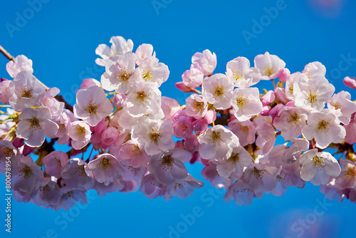 Cherry Blossom Flowers Branch. Pink Cherry blossoms with a blue sky and soft background.

