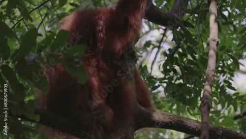 a female sumatran orangutan scratches its neck while sitting in a rainforest tree of gunung leuser national park on sumatra, indonesia photo