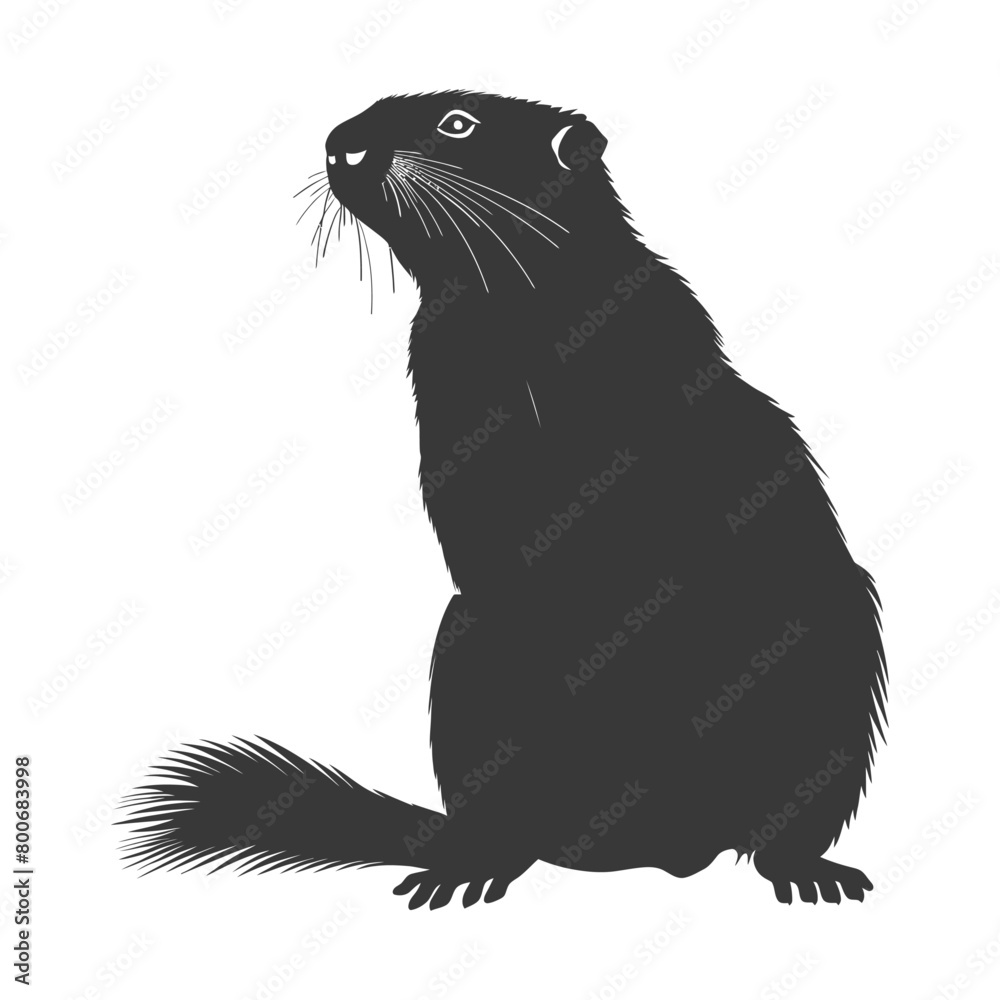 Fototapeta premium Silhouette marmot animal black color only full body