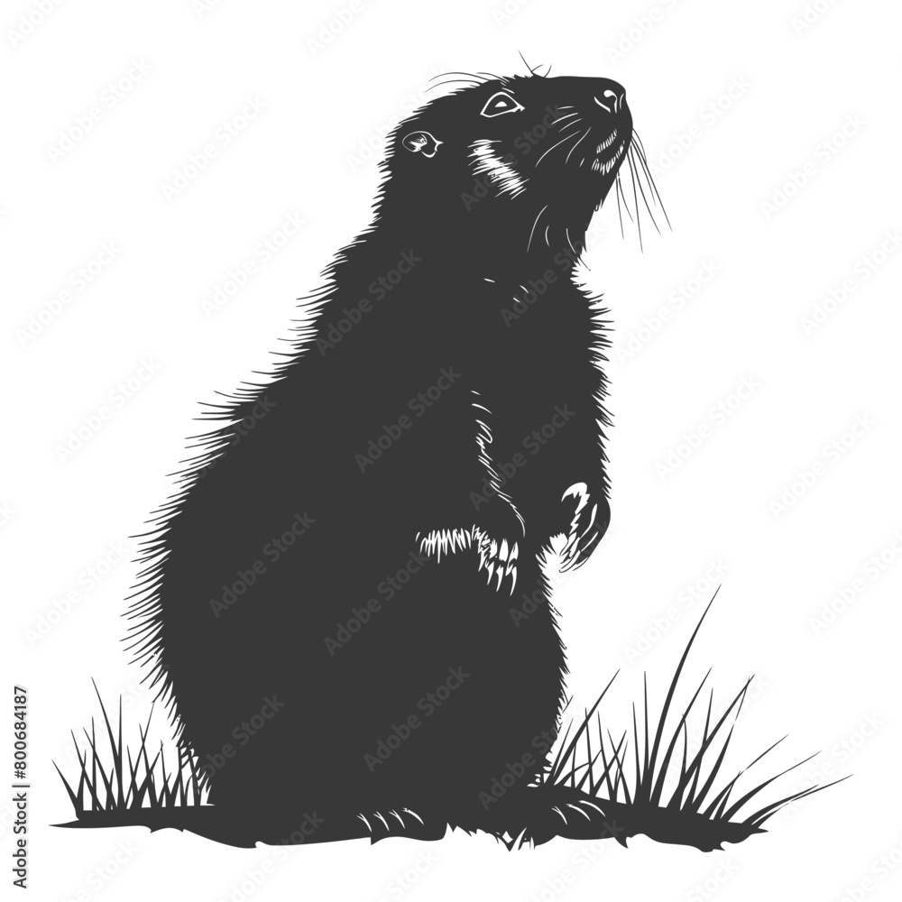 Fototapeta premium Silhouette marmot animal black color only full body