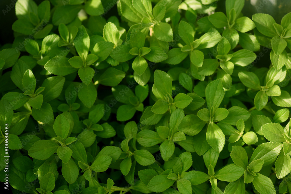 Green floral leaves from a lush herbs garden Green floral leaves from a lush herbs garden