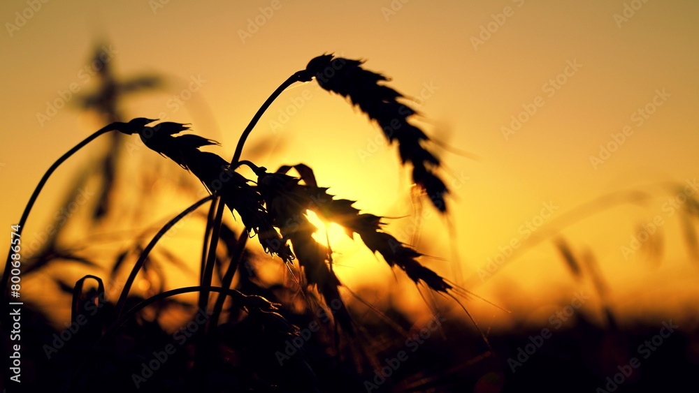Fototapeta premium Yellow wheat field, ears of wheat sway opposite sun. Ripe wheat harvest. Growing grain. Closeup silhouette of ears of grain swaying wind. Ripening wheat field on summer evening. Agricultural industry