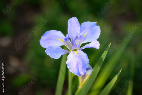 A closeup of a blue Eolian Iris flower in a Spring garden. © Mark Alan Howard