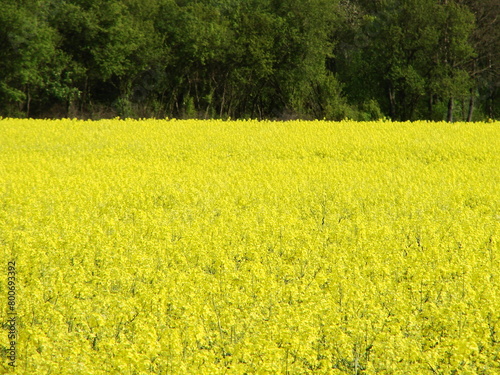 Kwitnący rzepak (Brassica napus)