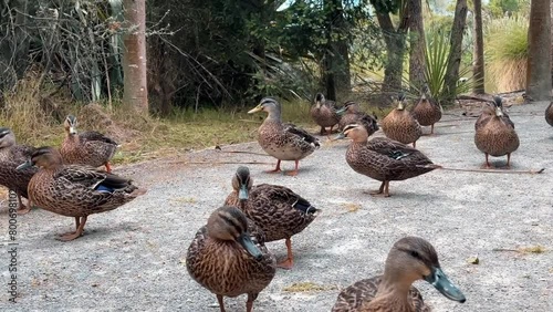 A flock of ducks walks along a path in the woods by the pond. 