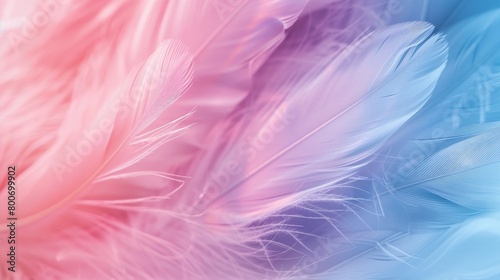 serene feather texture in pastel tones