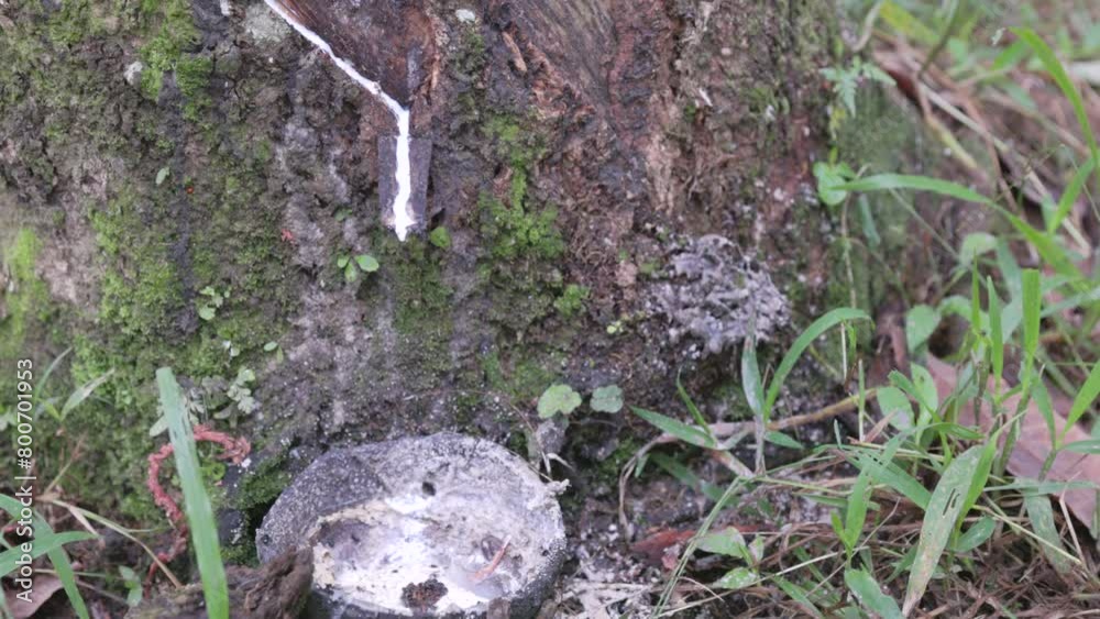 a close up of sap from a rubber tree dripping into a coconut shell bowl at a plantation at bukit lawang on sumatra, indonesia