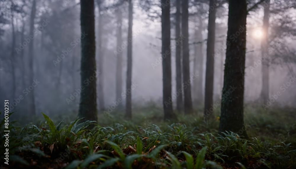 Obraz premium a forest with fog and trees with a light shining through the trees and grass on the ground