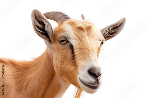 A goat with a long horn is staring at the camera