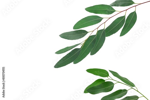 Eucalyptus leaves isolated on white background photo