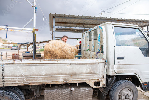 The sheep is being prepared for Eid al-Adha, to be sacrificed and distributed to the poor and less fortunate people