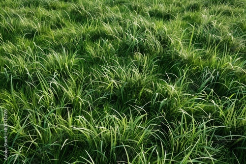 Macro shot of green grass field. Serenity in nature's embrace.