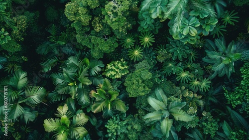 Aerial view of dense tropical foliage with various shades green photo