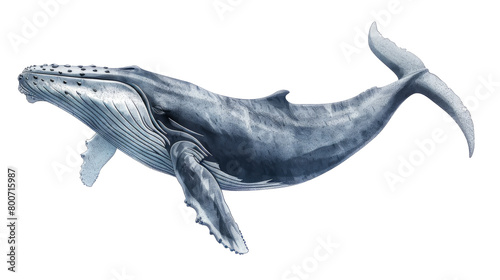black whale illustration isolated on transparent background	 photo