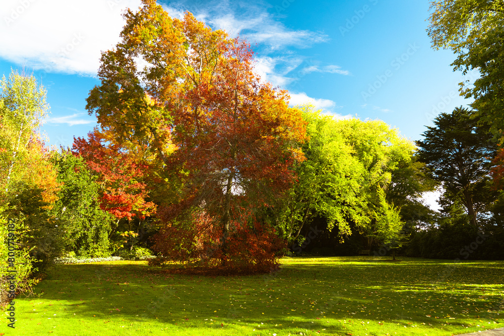 Naklejka premium autumn landscape with trees