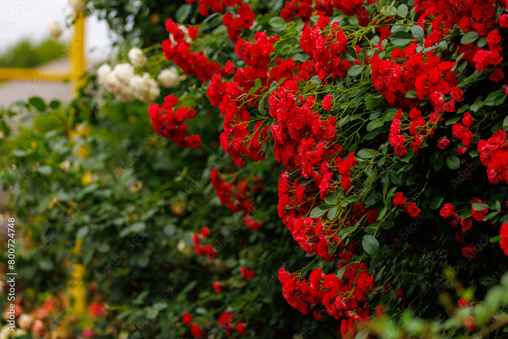 Red bush with white flowers is in full bloom Red bush with white flowers is in full bloom