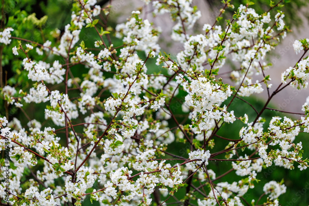 A tree with white flowers is in the foreground A tree with white flowers is in the foreground