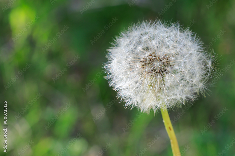 Fototapeta premium A close up of a white flower with a green background
