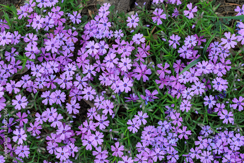 Field of purple flowers with a green background