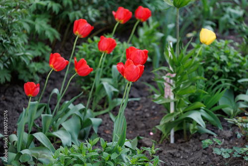 Bunch of red tulips are in a garden with some yellow flowers