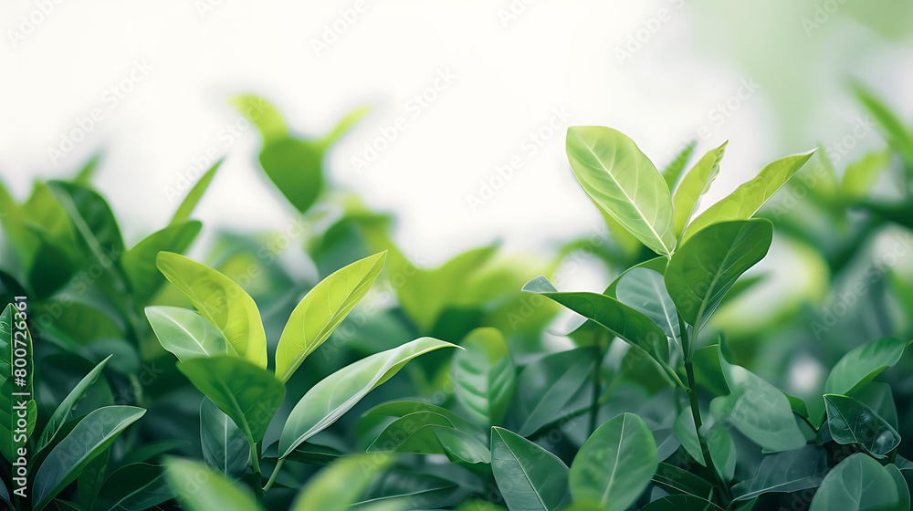 selective focus on lush green foliage against isolated background selective focus on lush green foliage against isolated background