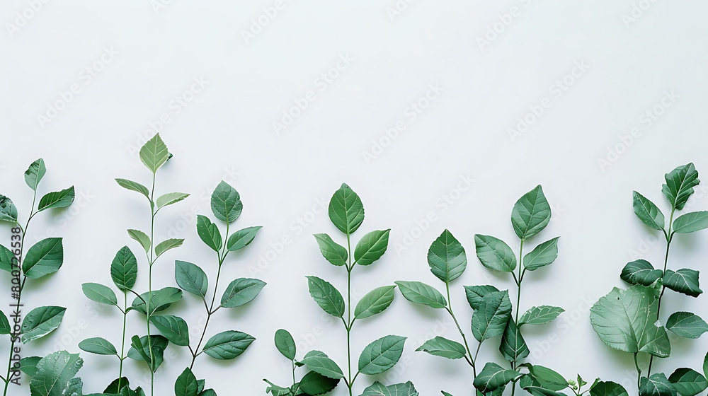 simple and clean layout of green leaves on white wall simple and clean layout of green leaves on white wall