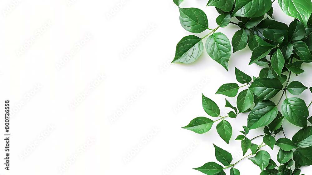 simple and clean layout of green leaves on isolated background