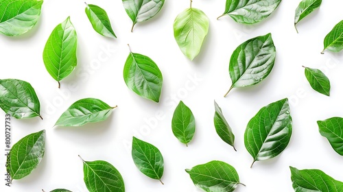 top view of fresh tree leaves arrangement on isolated background photo