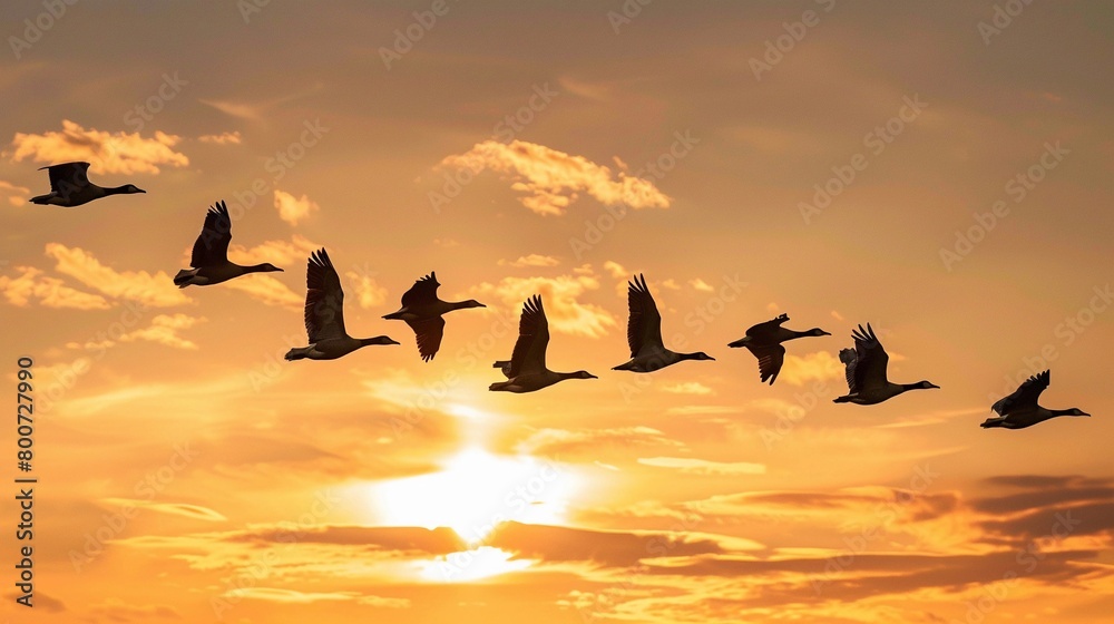 Obraz premium Flock of Birds, A silhouette of a flock of birds flying together in a V-formation