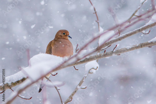 Mourning dove in the snow photo