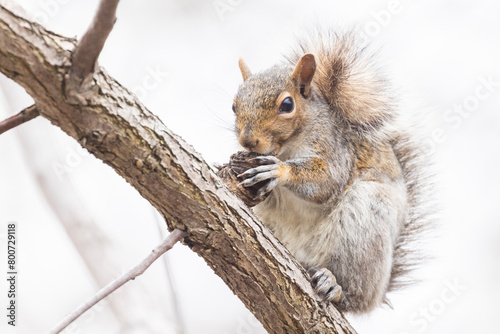  eastern gray squirrel (Sciurus carolinensis) eating walnuts  © Mircea Costina