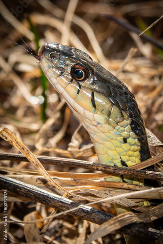 Common garter snake photo
