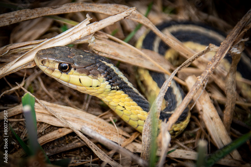 Common garter snake © Amanda