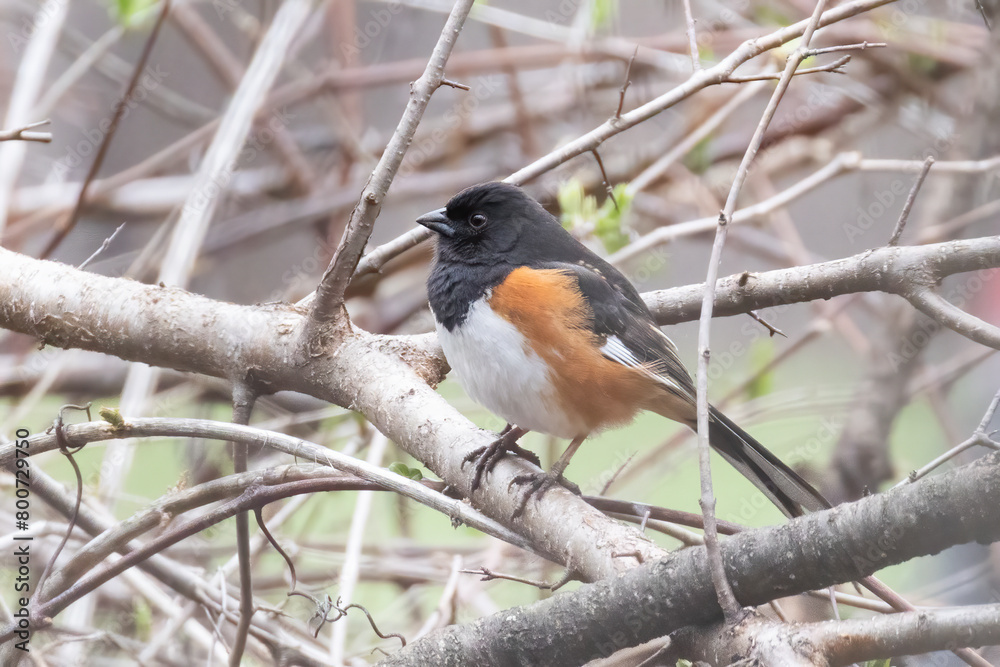 Male eastern towhee (Pipilo erythrophthalmus) in spring Male eastern towhee (Pipilo erythrophthalmus) in spring