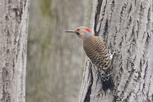  Male northern flicker or common flicker (Colaptes auratus)  photo