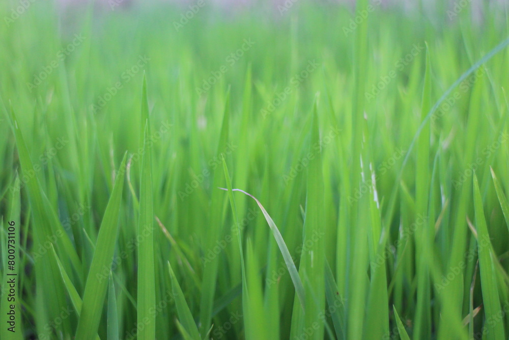 Background of a green grass. Green grass texture Green grass texture from a field. Background of a green grass. Green grass texture Green grass texture from a field.