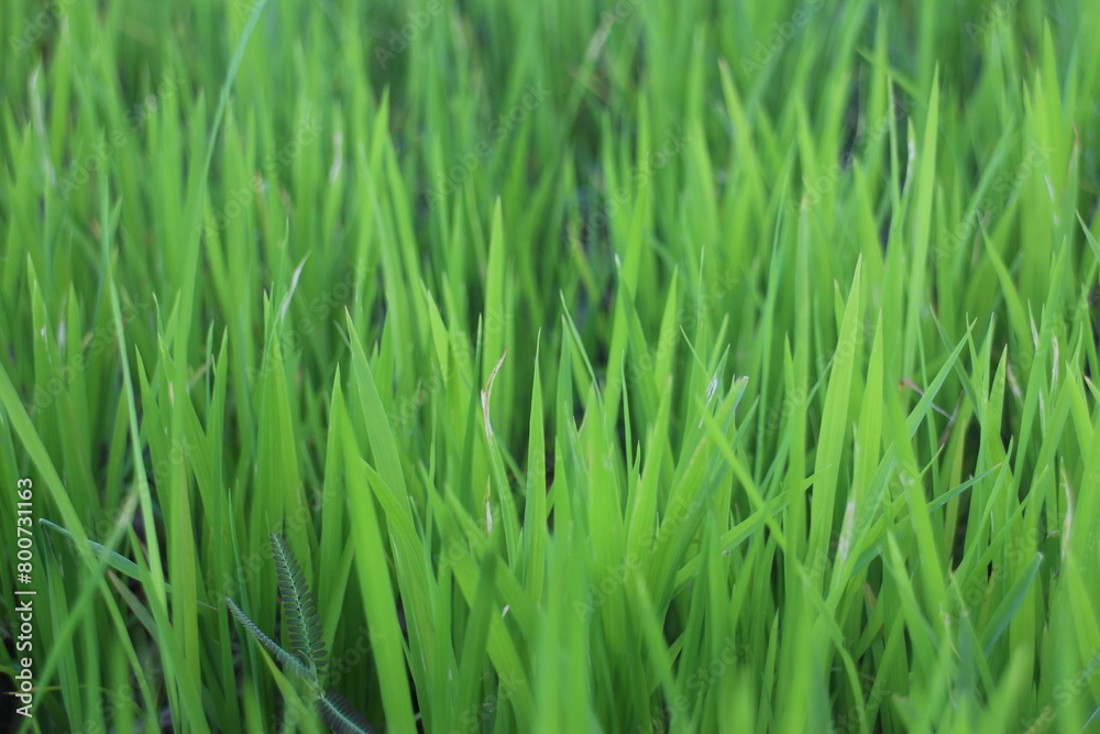 Background of a green grass. Green grass texture Green grass texture from a field. Background of a green grass. Green grass texture Green grass texture from a field.