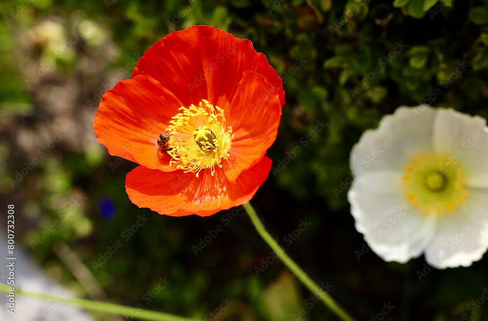 honey bee and poppy flower in the garden