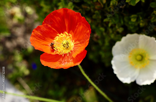 honey bee and poppy flower in the garden