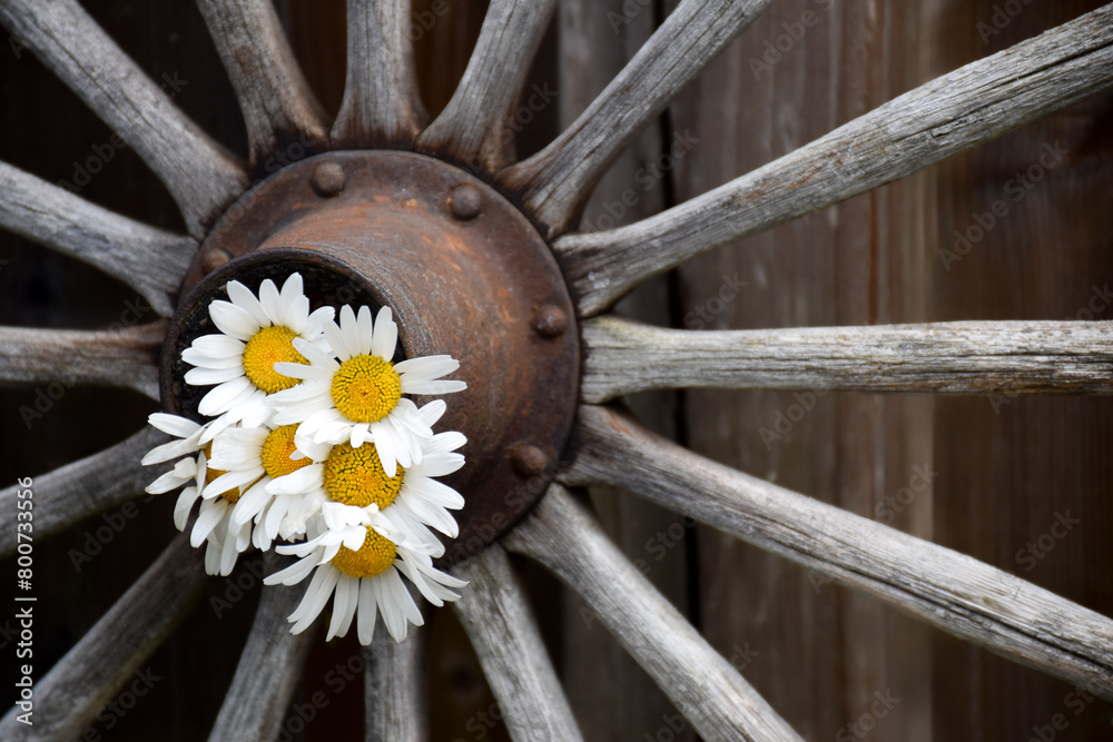 Old rusty wagon wheel with white and yellow daisies garden decoration Old rusty wagon wheel with white and yellow daisies garden decoration