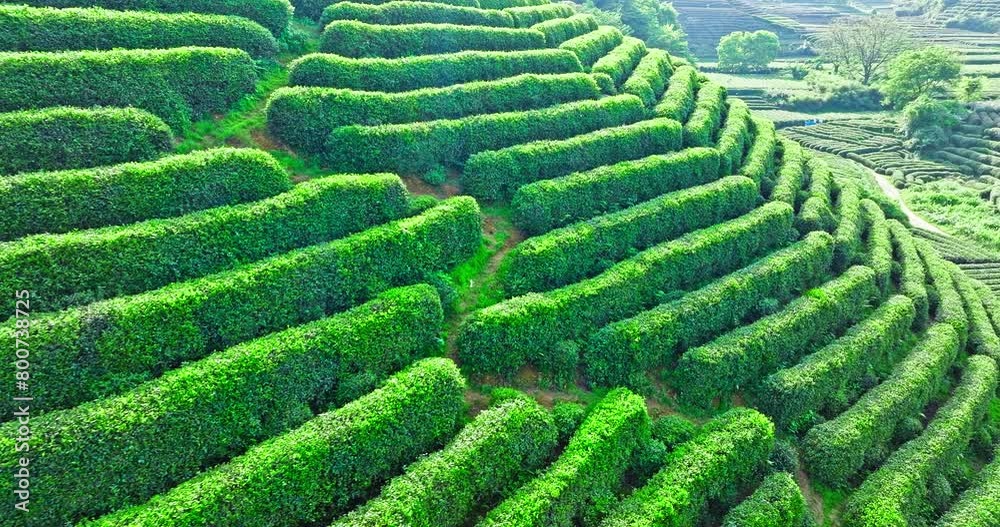 Aerial shot of tea mountain plantation in spring Aerial shot of tea mountain plantation in spring