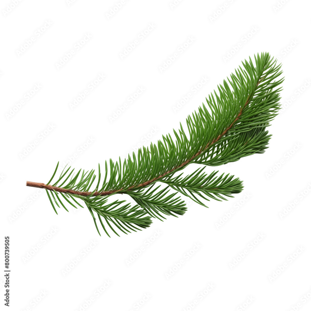 Fir branch isolated on transparent background Fir branch isolated on transparent background