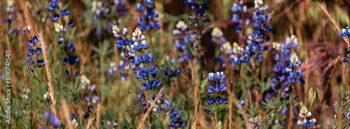 Panorama of lupine flowers in front of golden grass  photo