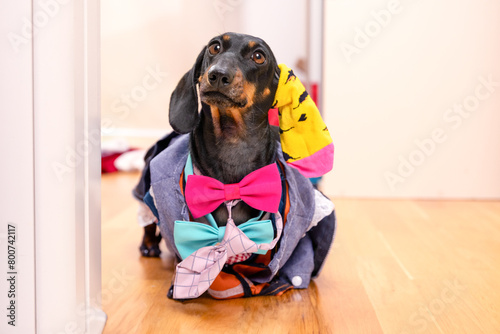 Dachshund dog has lot of clothes, ridiculous look stands in doorway waiting for approval for its subtle taste, combining accessories. Costume party Advertising of children collection, clothes for pets