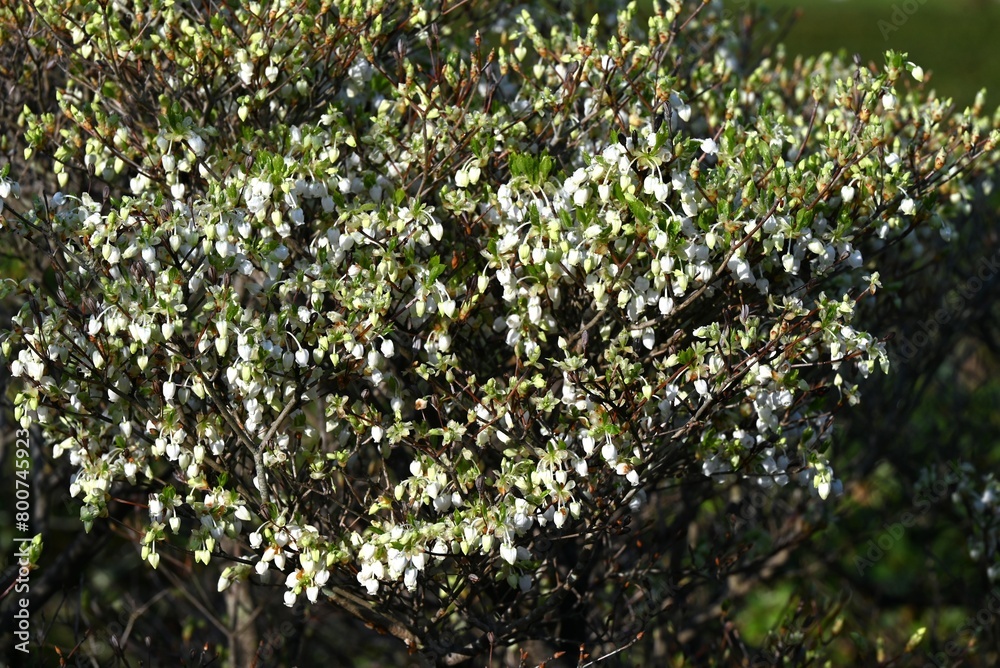 Japanese enkianthus flowers.The Japanese name is Dodan-tsutsuji.This tree is a pleasure to admire for a long period of time, with its fresh greenery in spring, flowers, and autumn leaves.