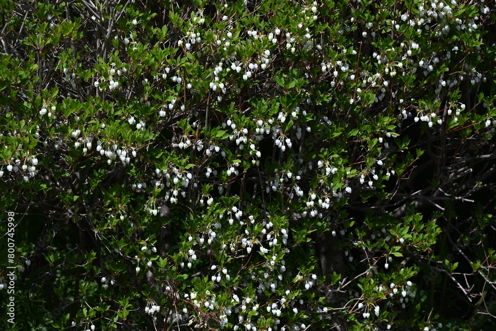 Japanese enkianthus flowers.The Japanese name is Dodan-tsutsuji.This tree is a pleasure to admire for a long period of time, with its fresh greenery in spring, flowers, and autumn leaves. Japanese enkianthus flowers.The Japanese name is Dodan-tsutsuji.This tree is a pleasure to admire for a long period of time, with its fresh greenery in spring, flowers, and autumn leaves.