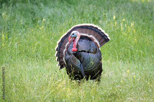 Turkey in the Green Meadow